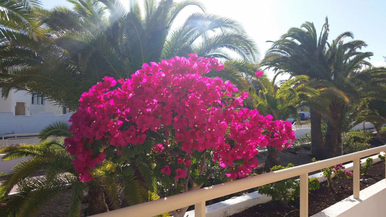 Zimmer allsun App.-Hotel Barlovento