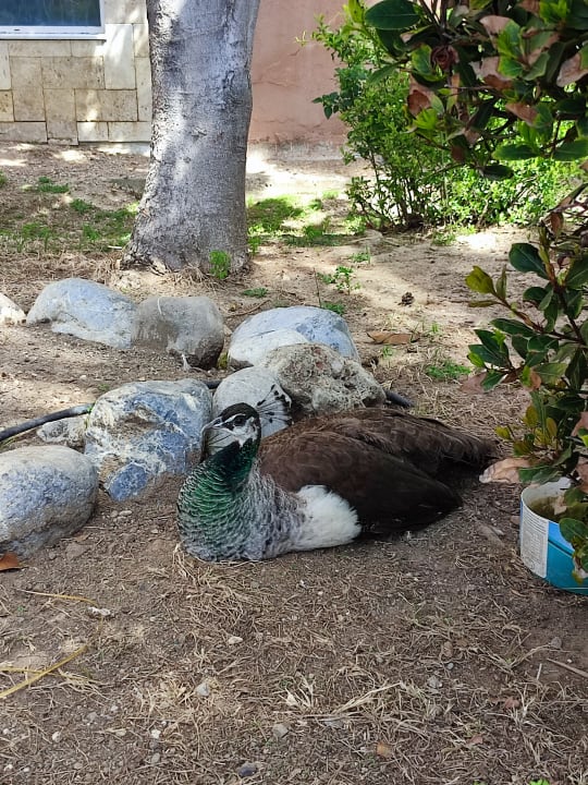 Gartenanlage Seaden Sea World Resort & Spa