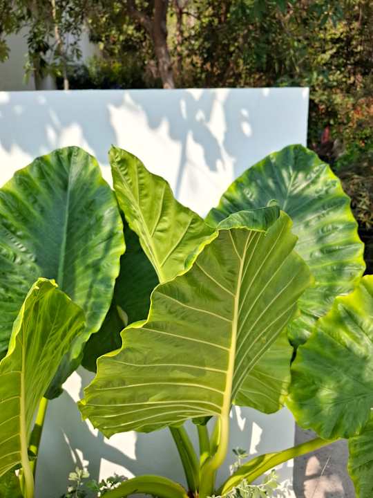 Gartenanlage Pichcha Kohlarn