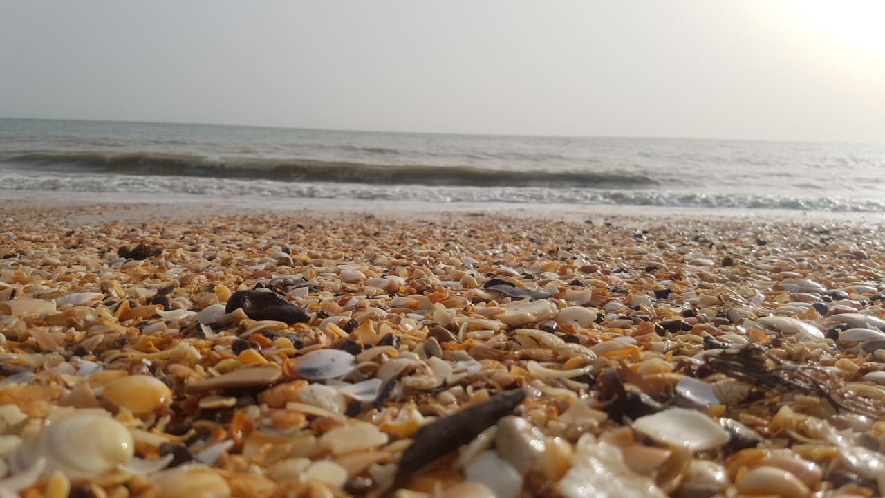 Viele Muscheln am Strand  Hotel Royam