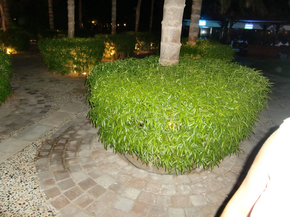 Steigenberger Al Dau Beach Hotel Steigenberger ALDAU Beach Hotel