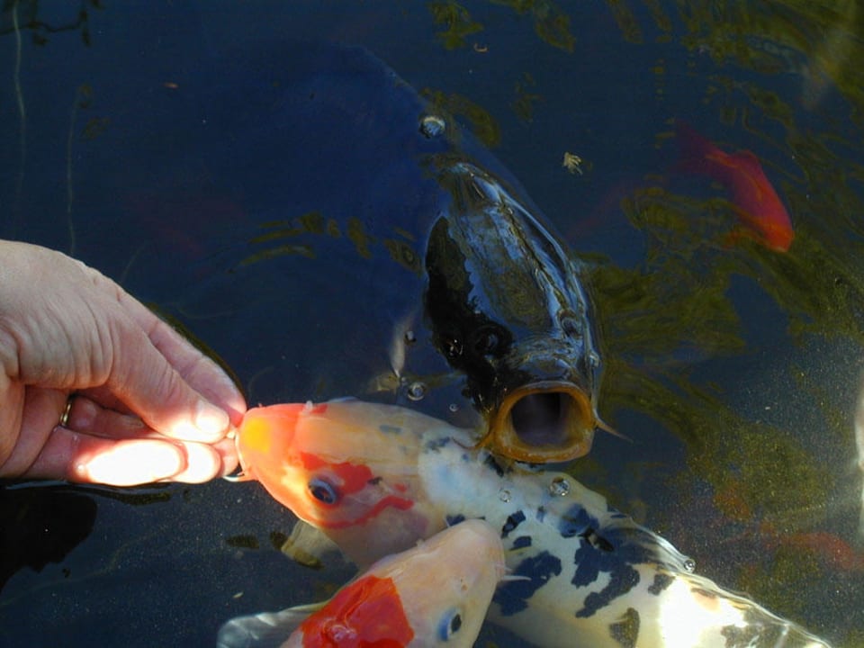 Blick in den Fischteich Mandlhof