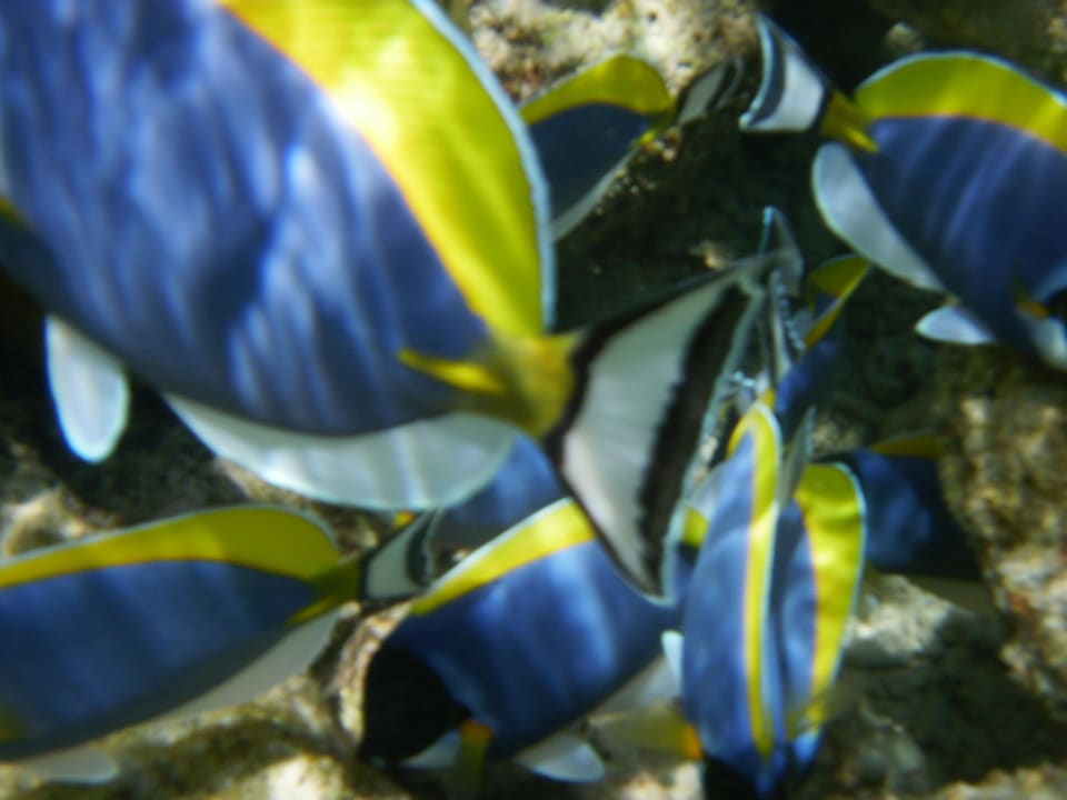 Schwarm Fische Sun Siyam Vilu Reef