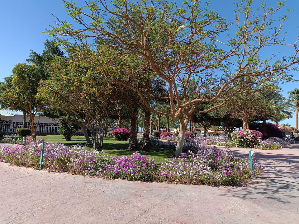 Gartenanlage Desert Rose
