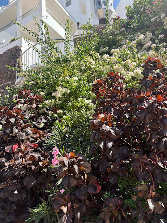 Gartenanlage Hotel Riu Palace Jandia