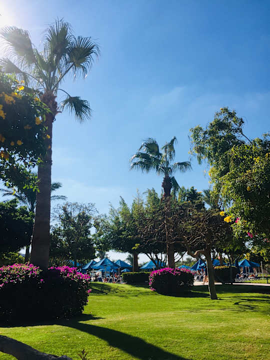 Gartenanlage Desert Rose