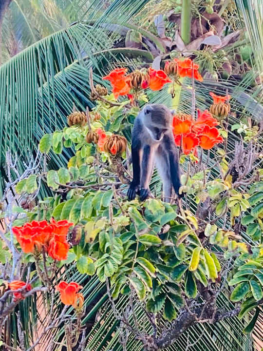 Ausblick Hotel Southern Palms Beach Resort
