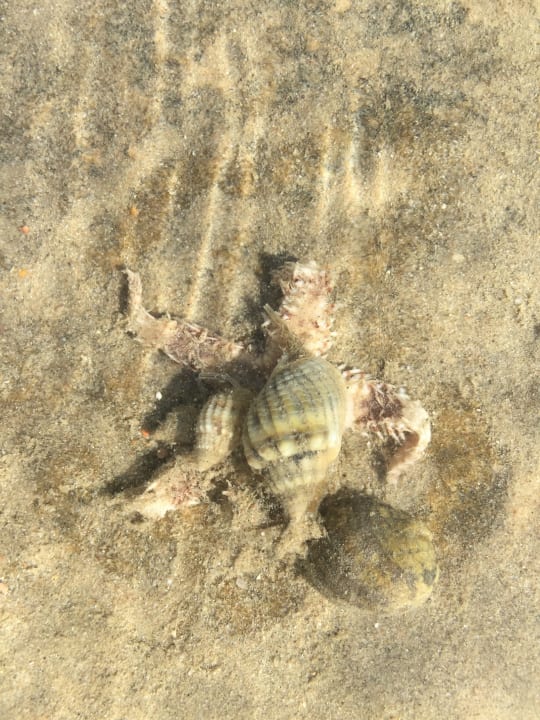 Strand Sea Star Beau Rivage