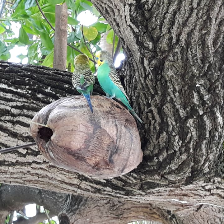 Gartenanlage Angaga Island Resort