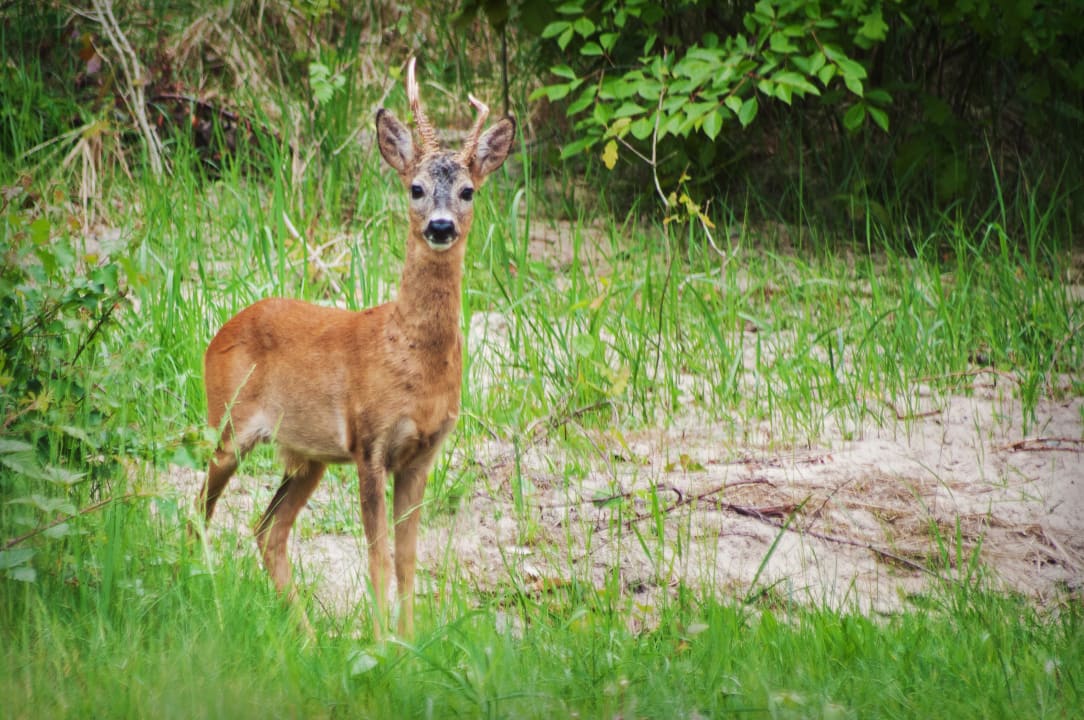 Gartenanlage Upstalsboom Trassenheide Usedom