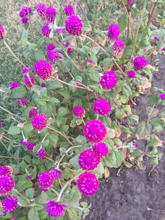 Garten Palm Royale Resort - Soma Bay