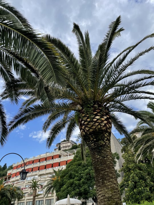 Gartenanlage Iberostar Waves Bellevue