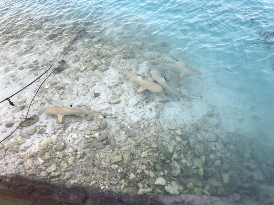 Strand Cinnamon Dhonveli Maldives