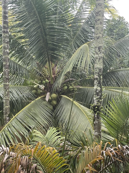 Gartenanlage Khaolak Laguna Resort