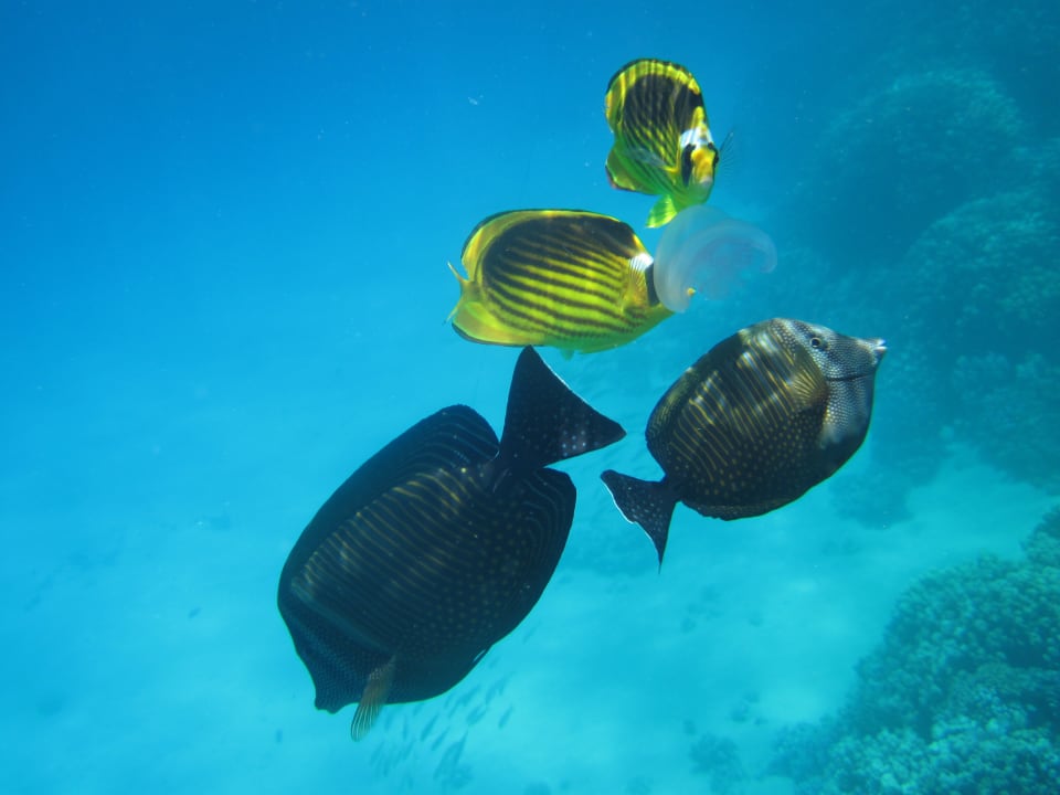 Sport & Freizeit Grand Makadi