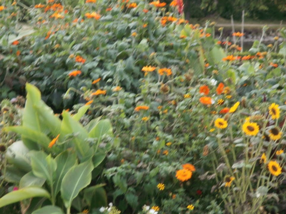 Sehr schöne Bepflanznung Hotel Schloss Herrenstein