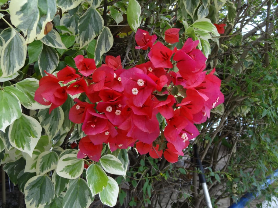 Bougainvillae im Hotelgarten Elea Beach Hotel