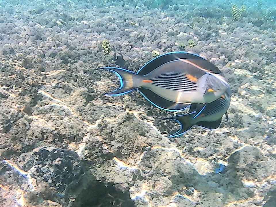 Strand Titanic Royal