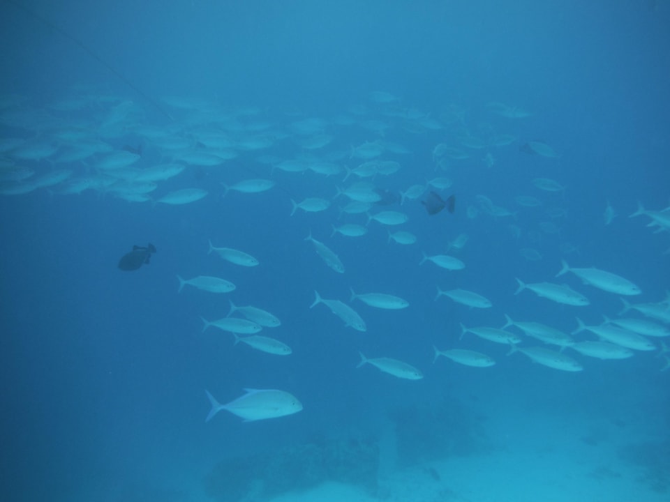 Fischschwarm Biyadhoo Island Resort