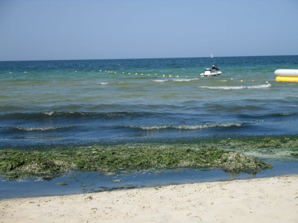 Glony na plazy Alassio Hotel and Thalasso