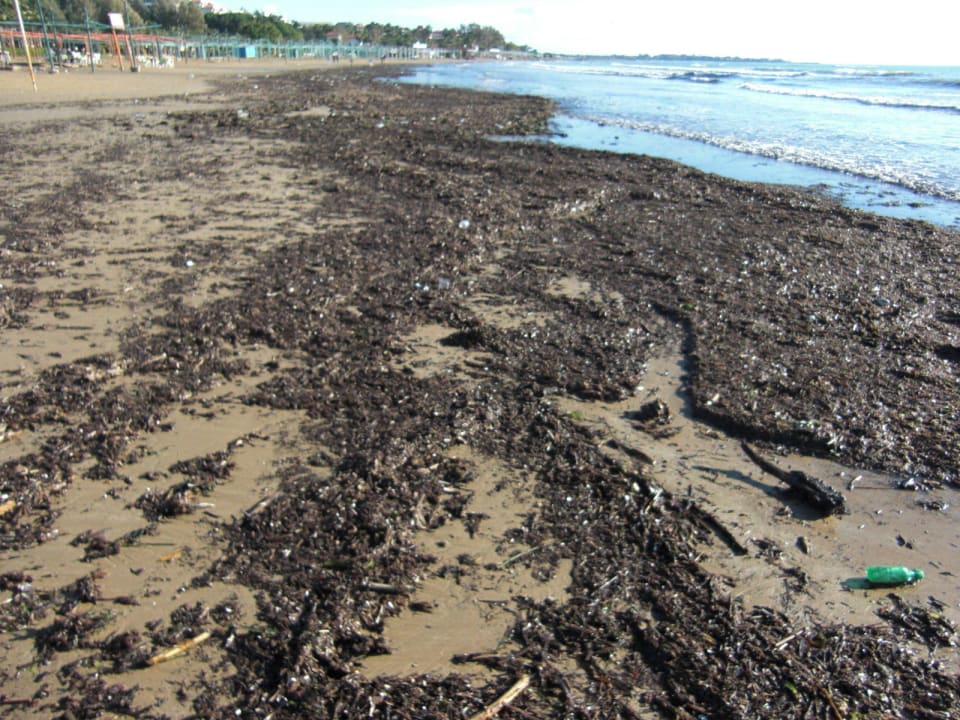 Strandzugehörigkeit für Hot. Alegria Side Alegria Hotel & Spa - Adults only +16