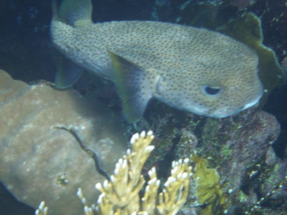 Guck mir tief i.d. Augen Fantazia Resort Marsa Alam