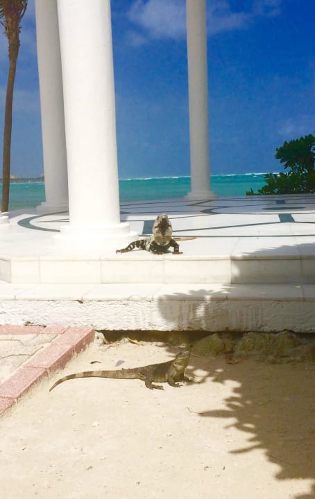 Tierische Besucher Grand Palladium Select White Sand Resort & Spa