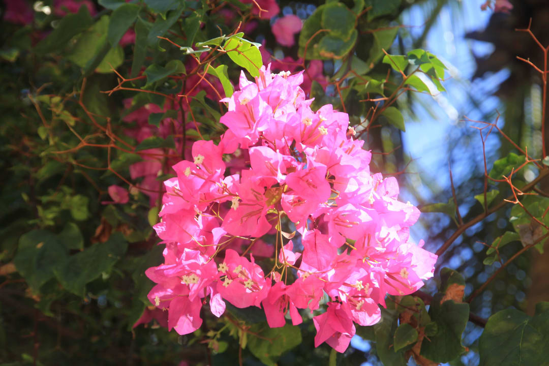 Alles blumt Kuramathi Maldives