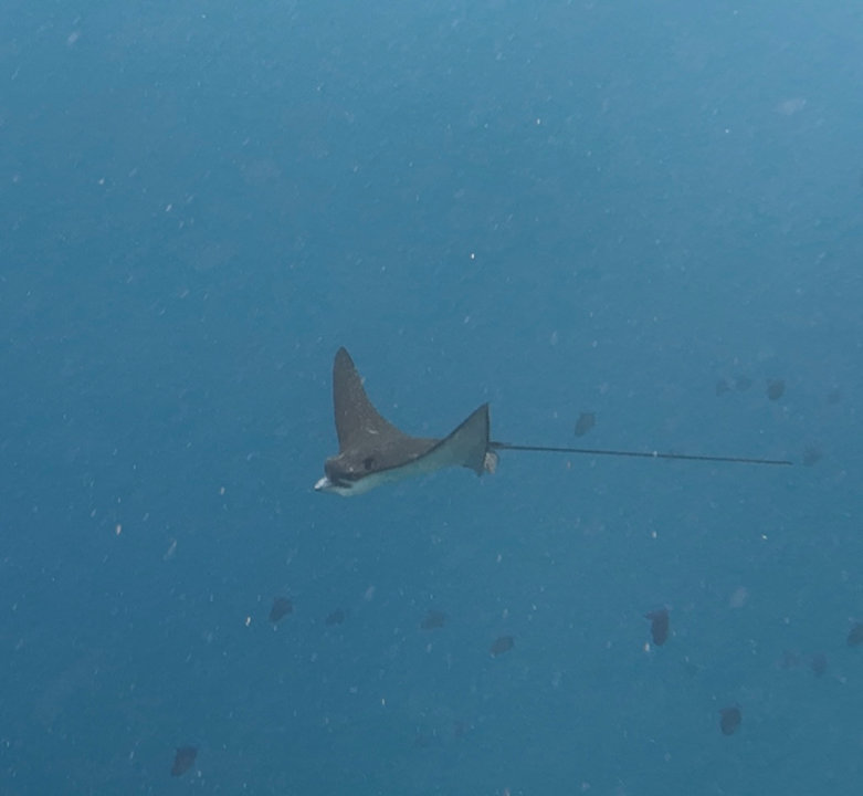 Sonstiges Vilamendhoo Island Resort & Spa