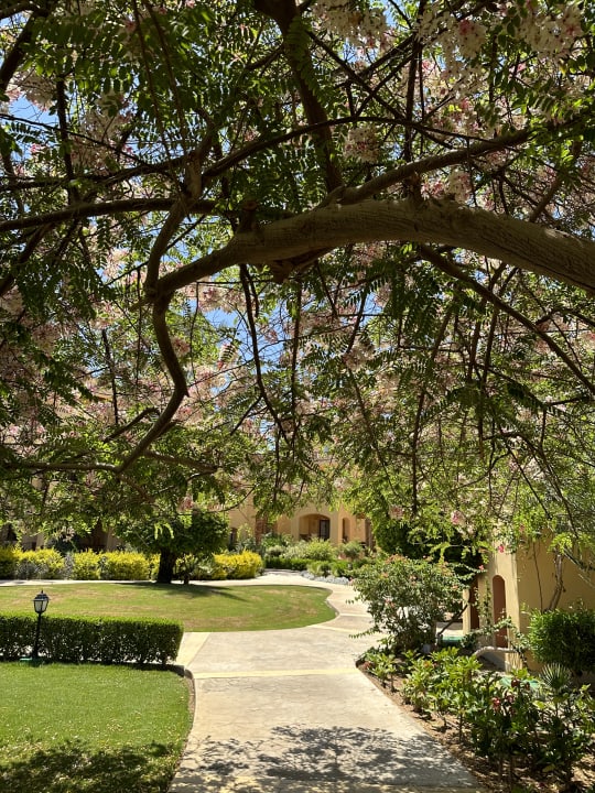 Gartenanlage Steigenberger Coraya Beach - Adults only