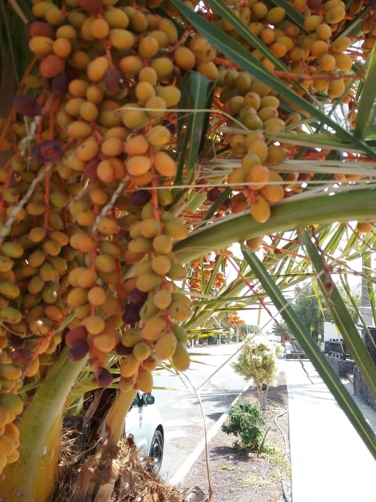 Sonstiges Occidental Jandía Mar