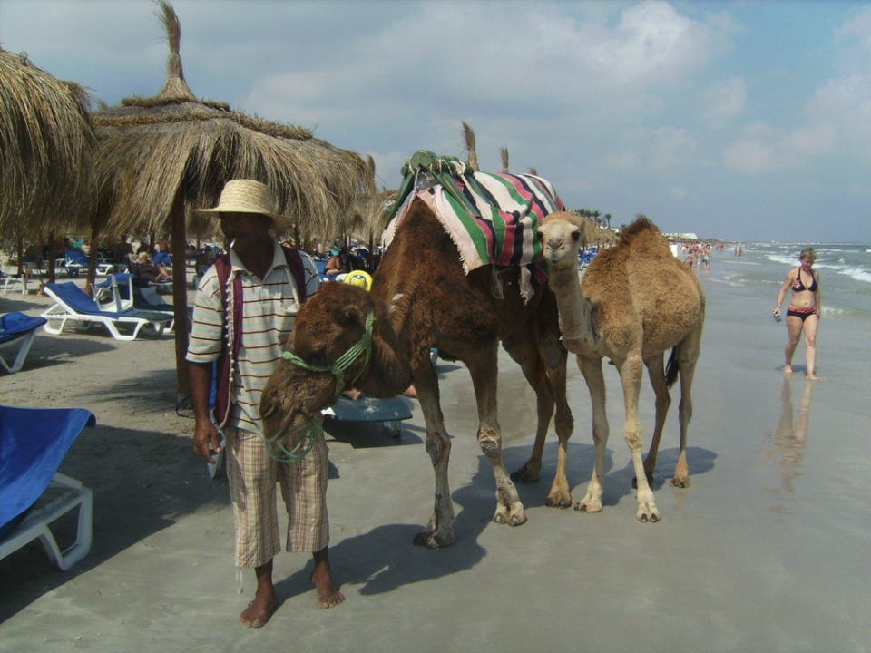 Kameltreiber Hotel El Mouradi Mahdia