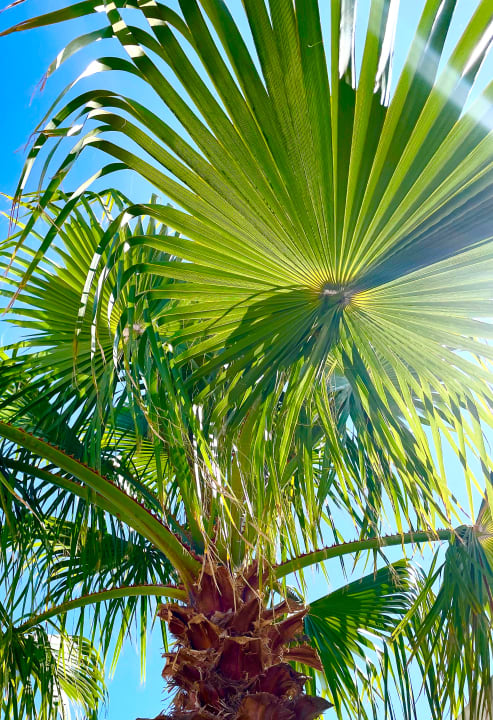 Gartenanlage Hotel Las Costas