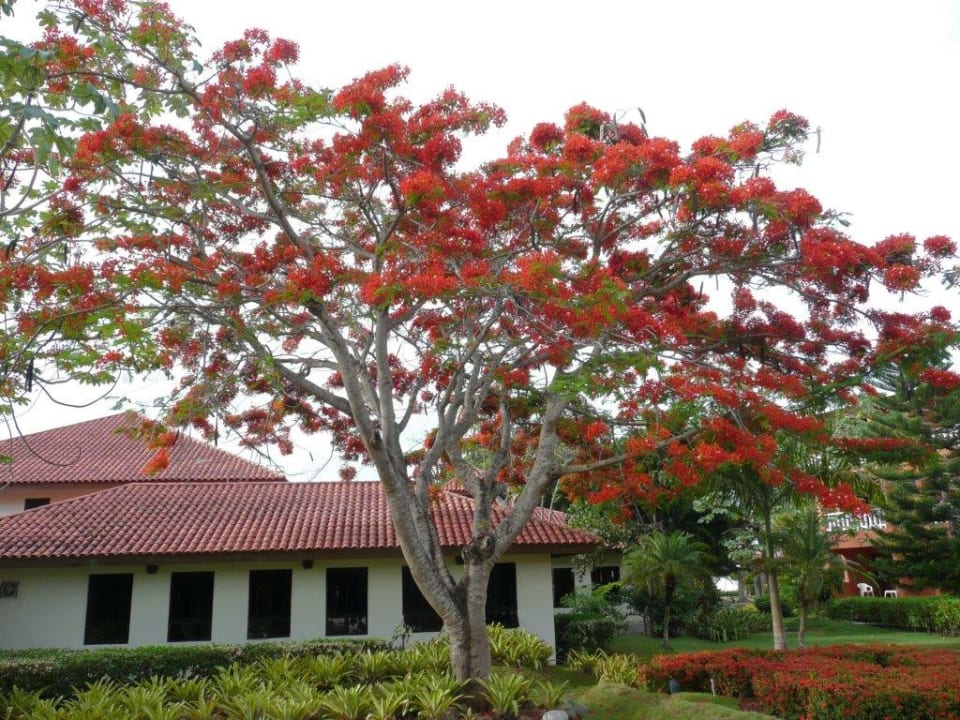 Restaurant Hibiscus BelleVue Dominican Bay