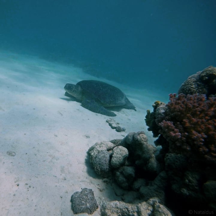 Strand Three Corners Fayrouz Plaza Beach Resort
