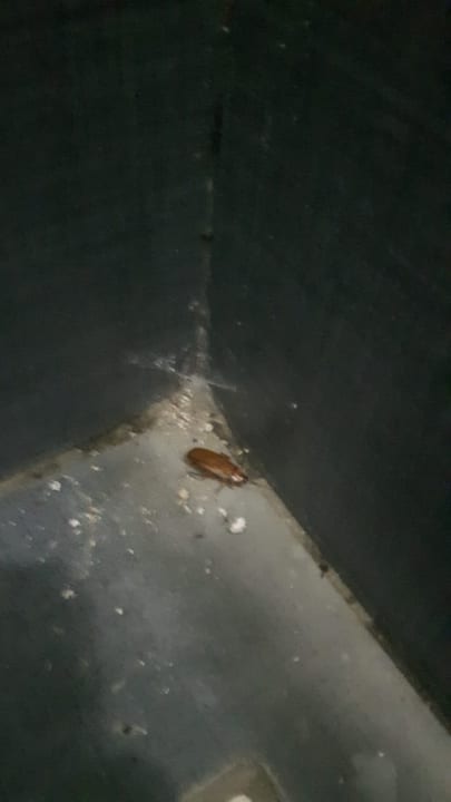 Kakalaken Semt Luna Beach Hotel