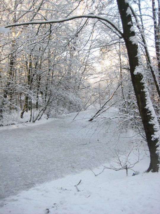 Zugefrorener Bach Center Parcs Het Heijderbos