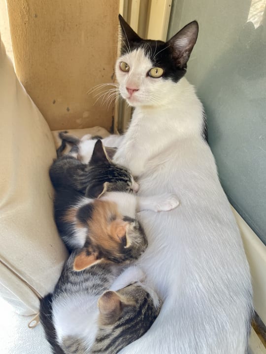 Zimmer Three Corners Equinox Beach Resort