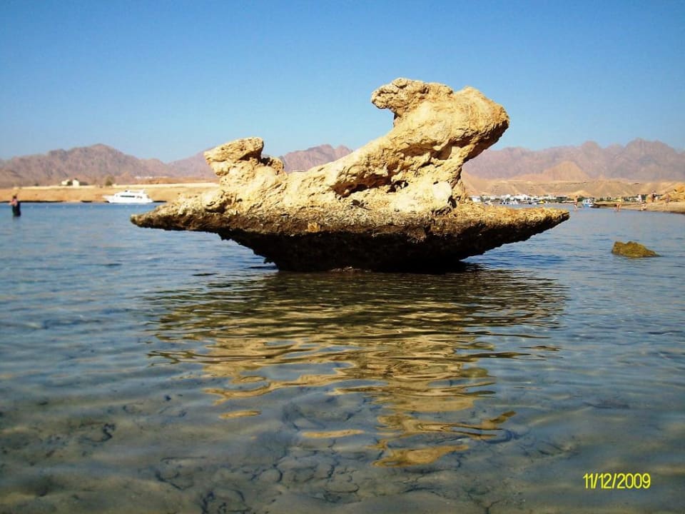 Am Hausriff Albatros Sharm Resort