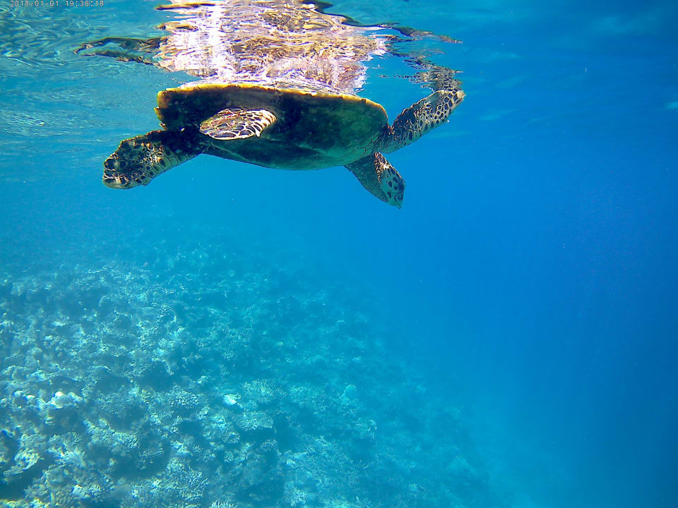 Sport & Freizeit Eri Maldives