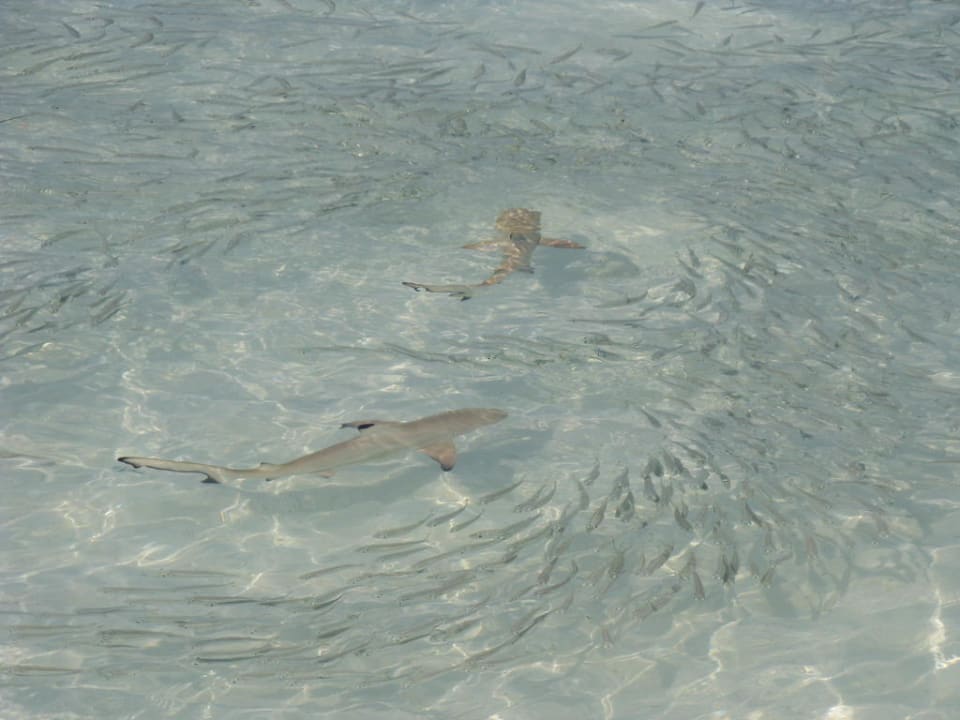 Roffhaie beim Frühstücken Meeru Maldives Resort Island