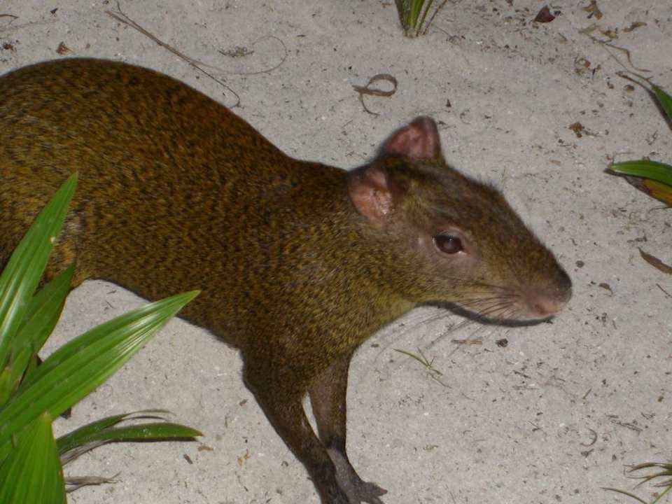 Aguti am Morgen Grand Palladium Select White Sand Resort & Spa