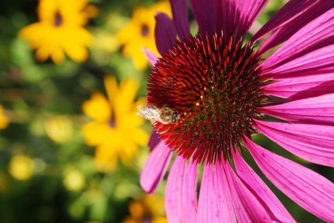 Garten Gästehaus Büchele