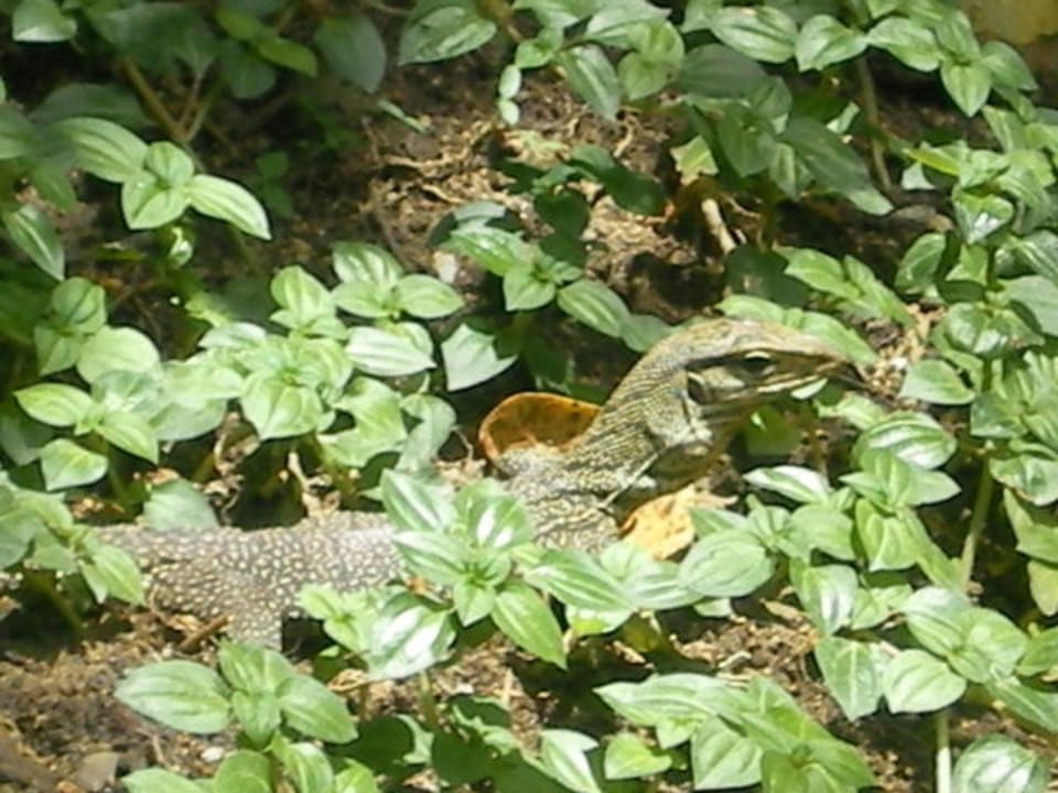 Leguan The Fair House Beach Resort