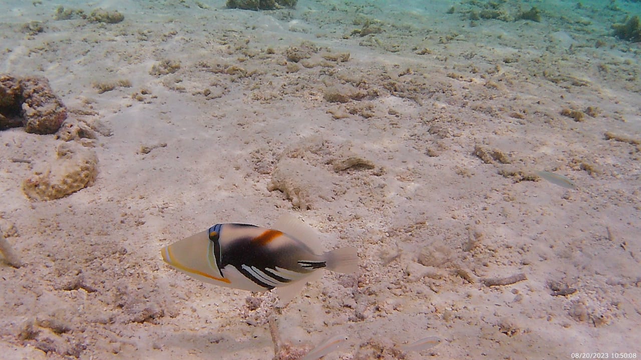 Sport & Freizeit Hotel Riu Palace Maldivas