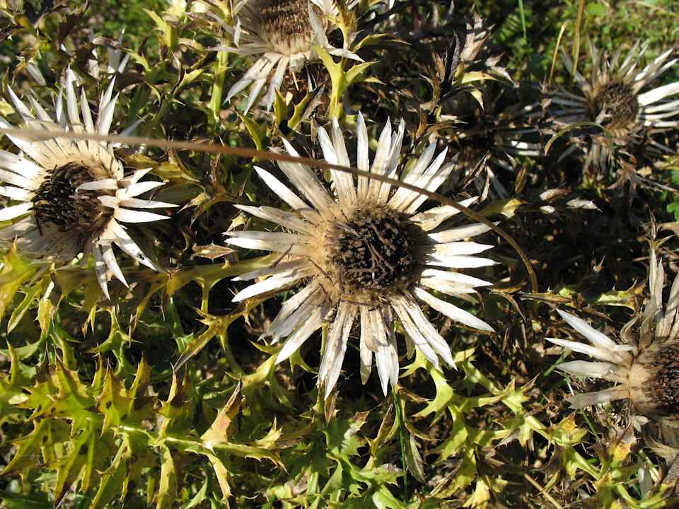 Silberdisteln Pension & Ferienwohnung Solaria