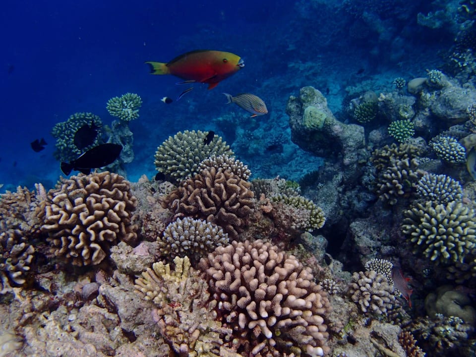 Haus Riff Diamonds Thudufushi