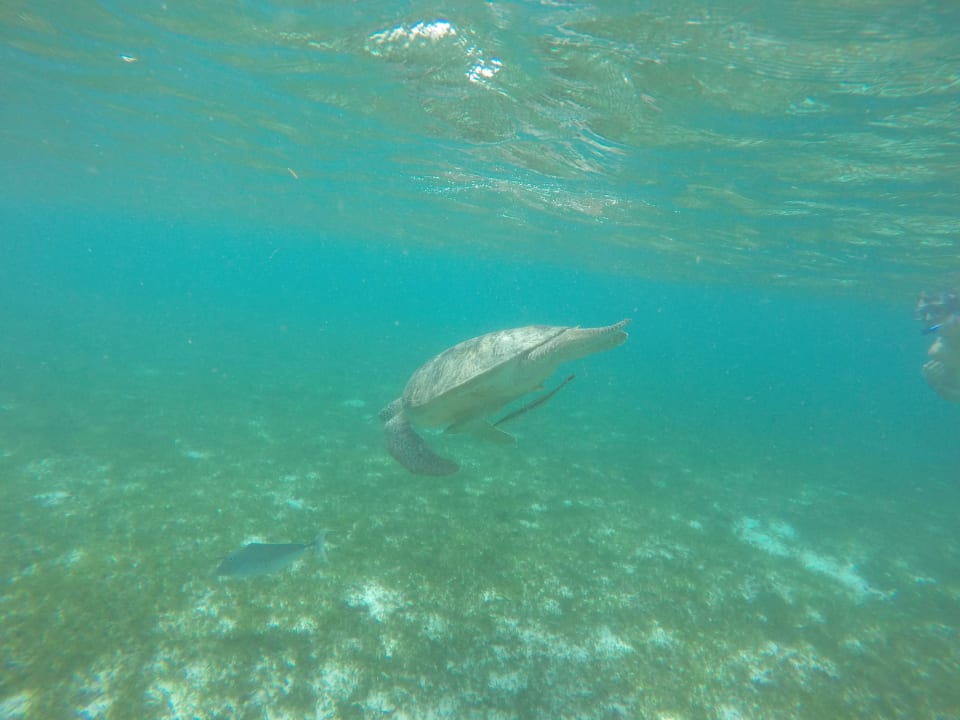 Schildkröte  Kuredu Island Resort & Spa