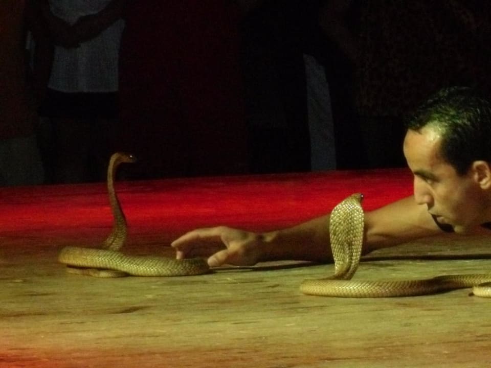 Cobra-Show Pickalbatros Dana Beach Resort - Hurghada