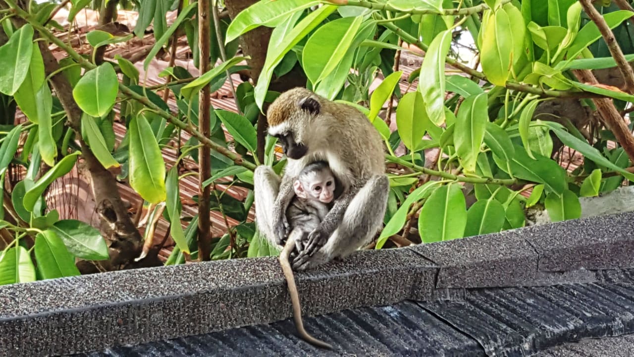 Affen Hotel Traveller's Club